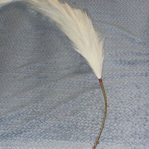 Tall White Pampas Grass